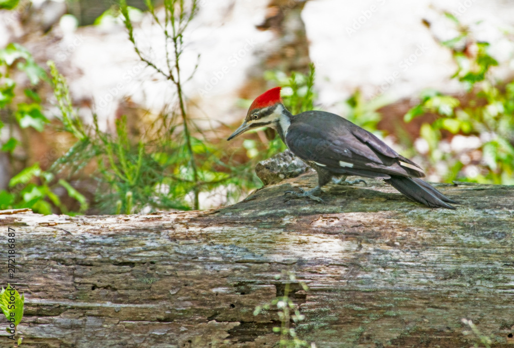Naklejka premium Pileated Woodpecker searching for insects in dead wood.