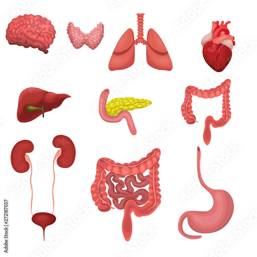 A set of human organs. Vector image isolated on white background.