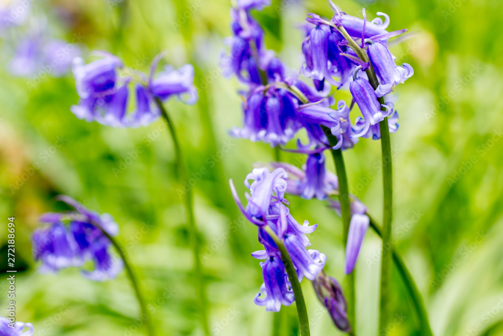Beautiful bluebells in the forest of Scotland Beautiful bluebells in the forest of Scotland
