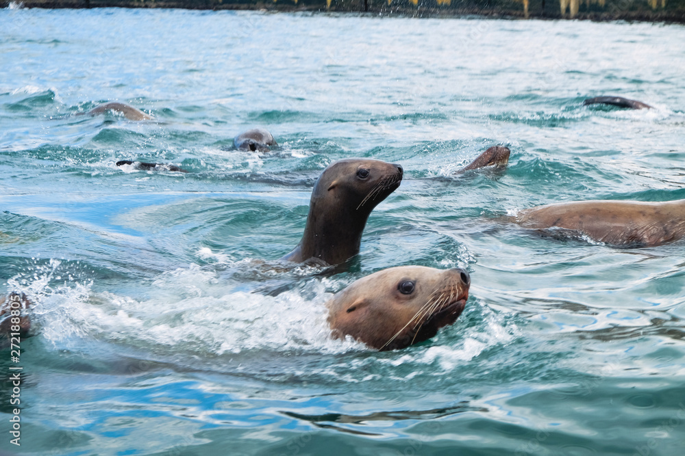 Obraz premium Northern sea lion Steller are swimming in the sea on Sakhalin Island in the city of Nevelsk. eared seal Steller's Rookery