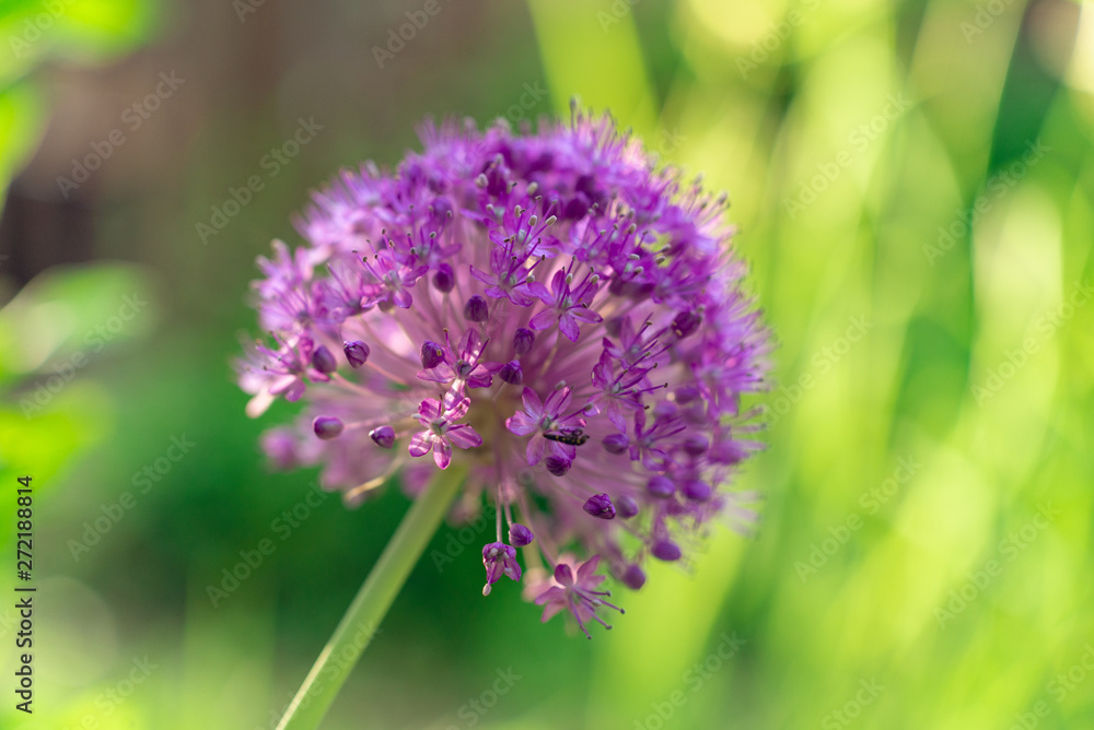 Fototapeta premium Purple allium flower globe in the summer garden