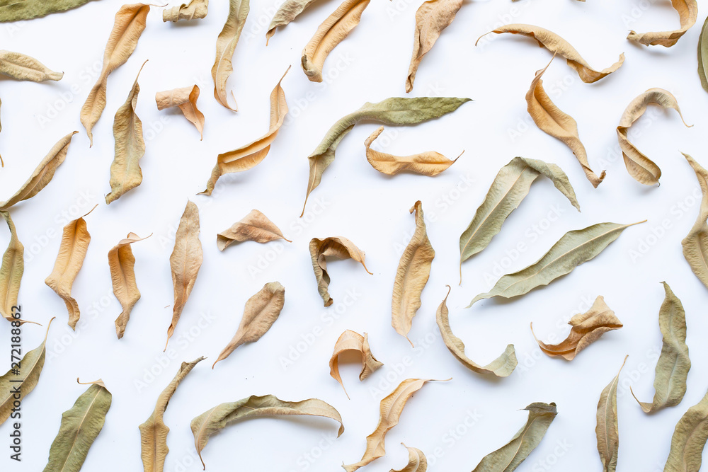 Eucalyptus dry leaves on white. Eucalyptus dry leaves on white.