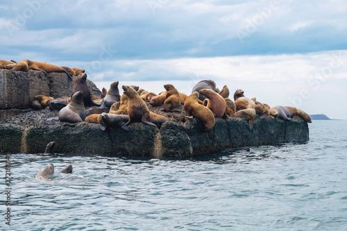 Northern sea lion Steller On a bricquator on Sakhalin Island in the city of Nevelsk. eared seal Steller's Rookery