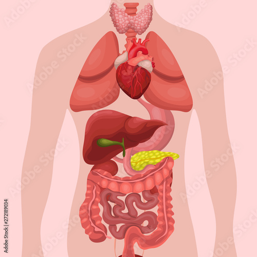 Human anatomy organs Internal. Systems of man body and organs. medical systems. vector illustration