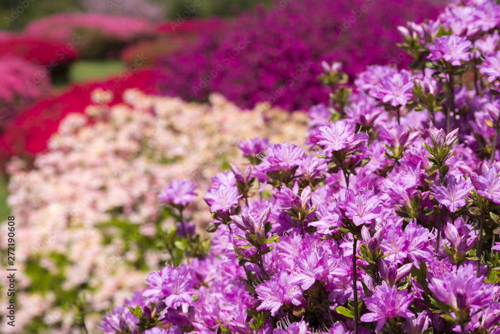 カラフルな花のボケをバックに紫のツツジの花