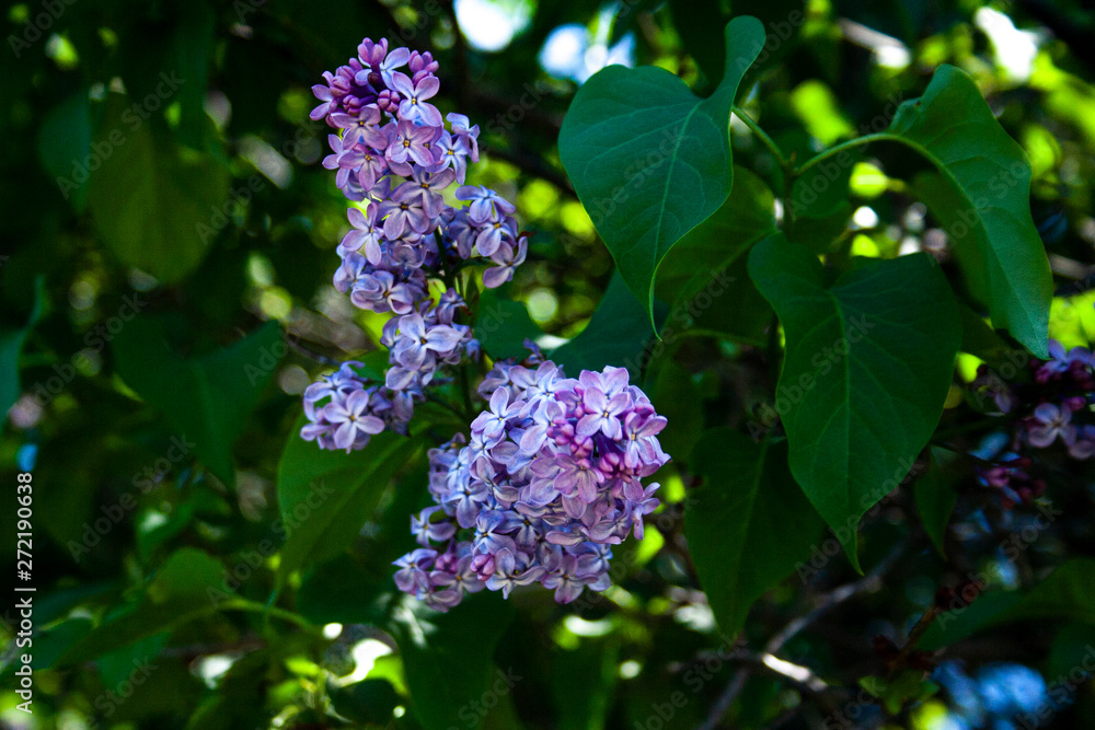 Close-up of beautiful pink flowers blooming in the spring Close-up of beautiful pink flowers blooming in the spring