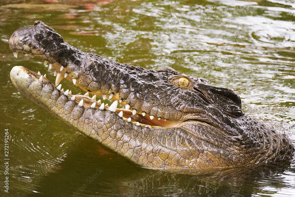 Obraz premium Australian saltwater crocodile head in North Queensland