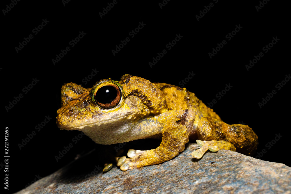 Green-eyed Tree Frog Litoria serrata. Common in the wet tropics in Queensland, Australia Green-eyed Tree Frog Litoria serrata. Common in the wet tropics in Queensland, Australia