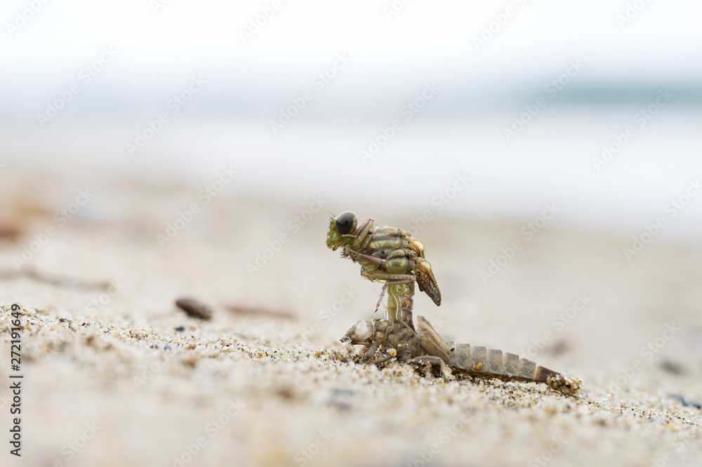 ナゴヤサナエ　羽化