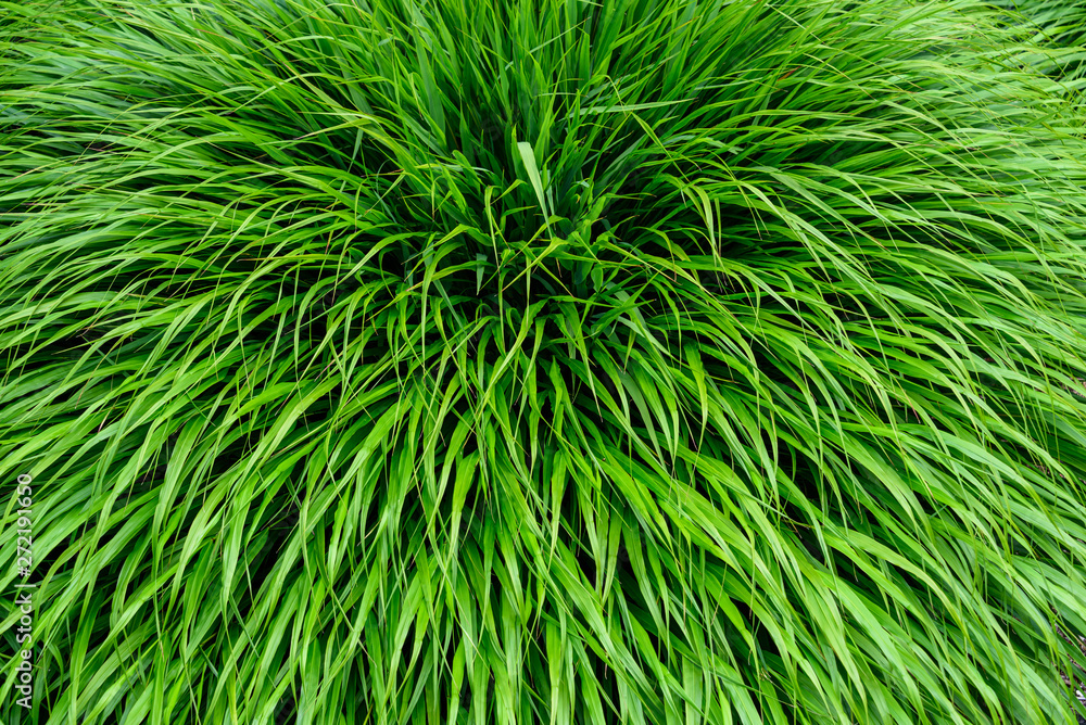Peaceful texture of green Japanese Forest Grass as a natural background Peaceful texture of green Japanese Forest Grass as a natural background