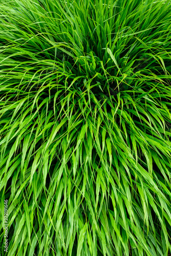 Peaceful texture of green Japanese Forest Grass as a natural background