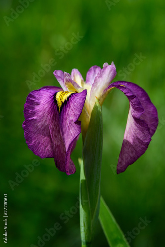 Beautiful purple and yellow Japanese Iris against a green background