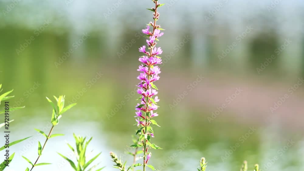 Summer flowers series, beautiful Purple loosestrife in wind with shining lake water background, 4k movie, slow motion. Summer flowers series, beautiful Purple loosestrife in wind with shining lake water background, 4k movie, slow motion.