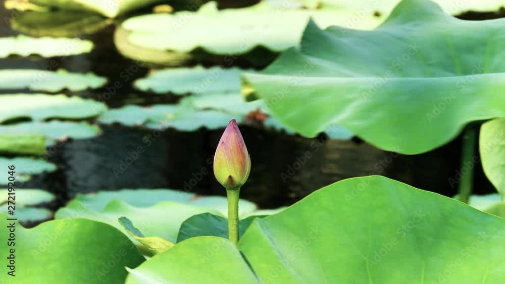 Summer flowers series, beautiful pink lotus bud in pond with green leaves, 4k movie, slow motion. Summer flowers series, beautiful pink lotus bud in pond with green leaves, 4k movie, slow motion.