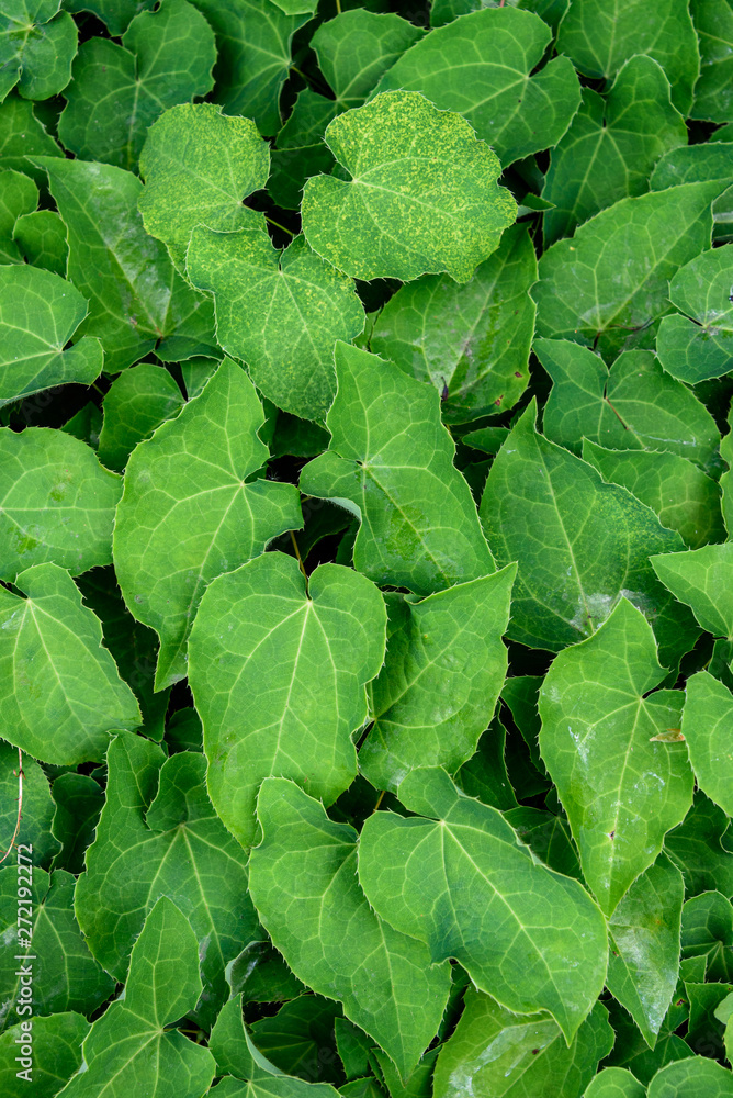 Natural background of green leaves of a bunch of Epimedium plants Natural background of green leaves of a bunch of Epimedium plants