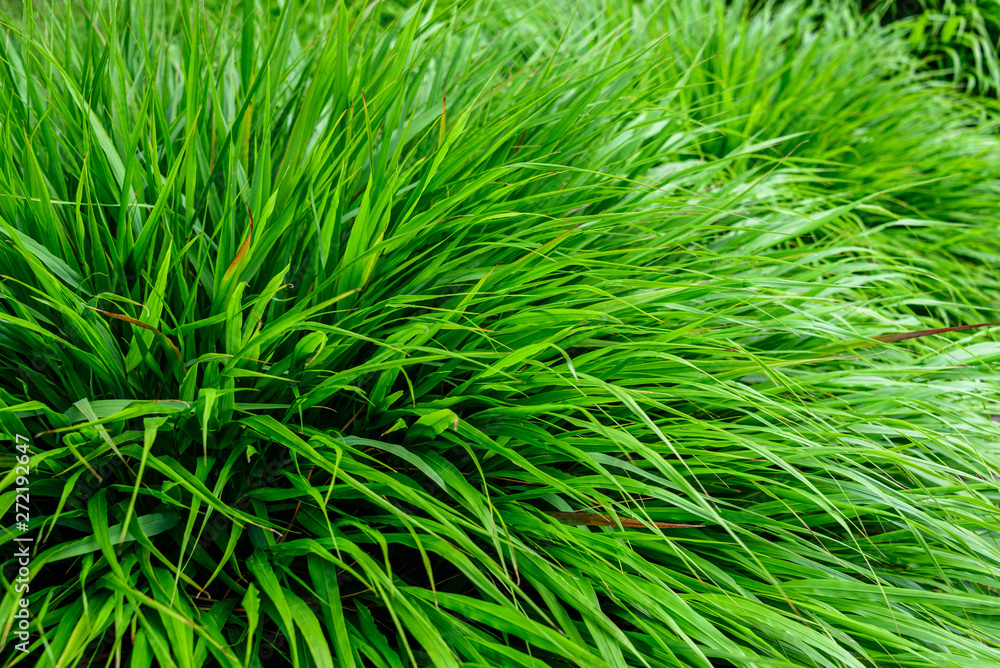 Peaceful texture of green Japanese Forest Grass as a natural background Peaceful texture of green Japanese Forest Grass as a natural background