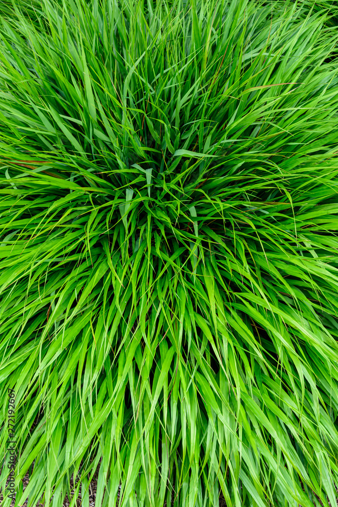 Peaceful texture of green Japanese Forest Grass as a natural background Peaceful texture of green Japanese Forest Grass as a natural background