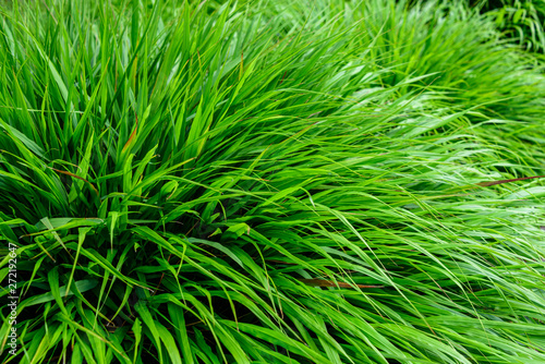 Peaceful texture of green Japanese Forest Grass as a natural background