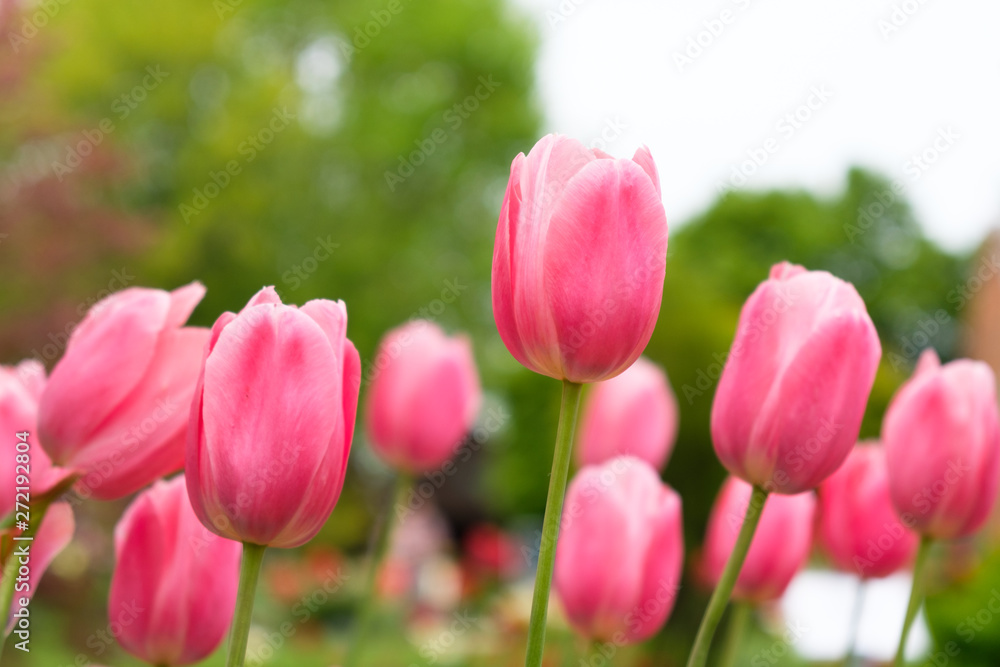 Group of red pink tulips in the garden during spring or summer time