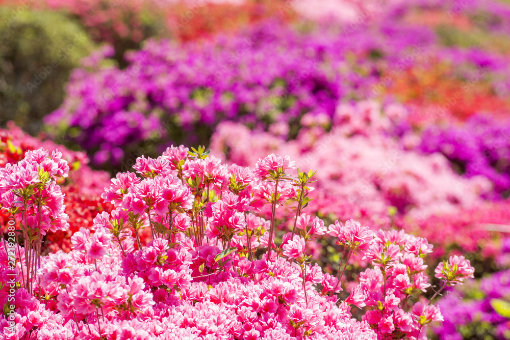 カラフルな花のボケをバックにピンクのツツジの花花 Stock Photo Adobe Stock