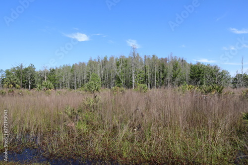 grass and blue sky