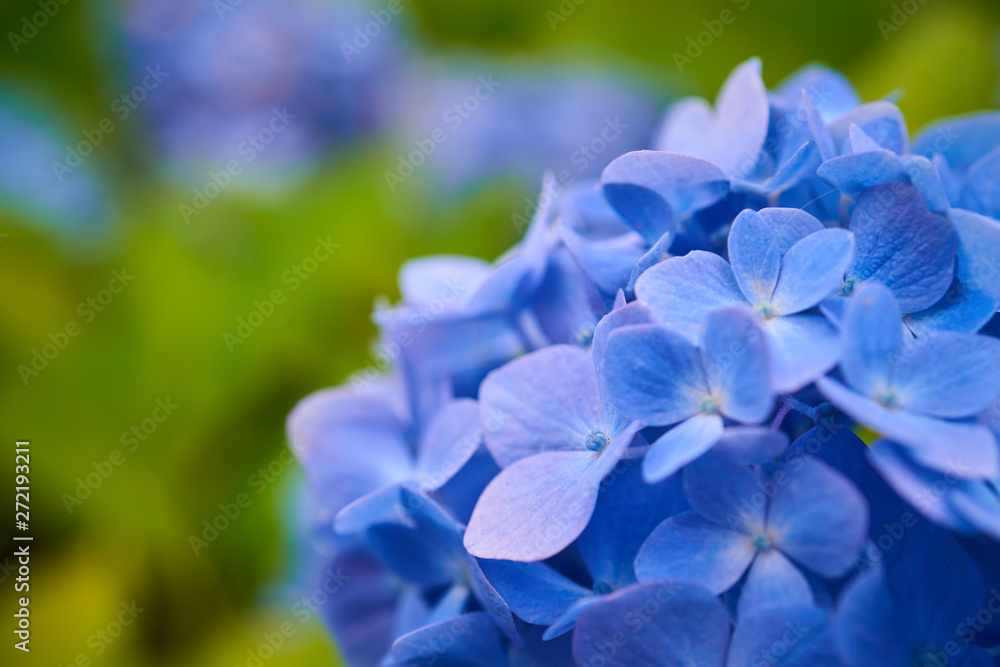 青いアジサイの花のクローズアップ
