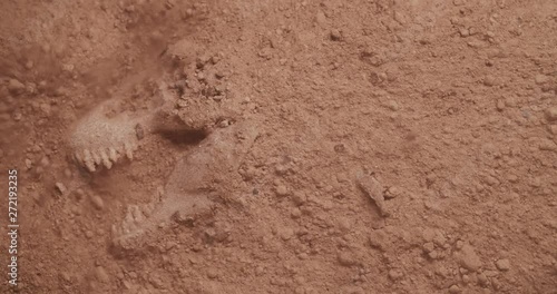 Dinosaur fossil unearthed