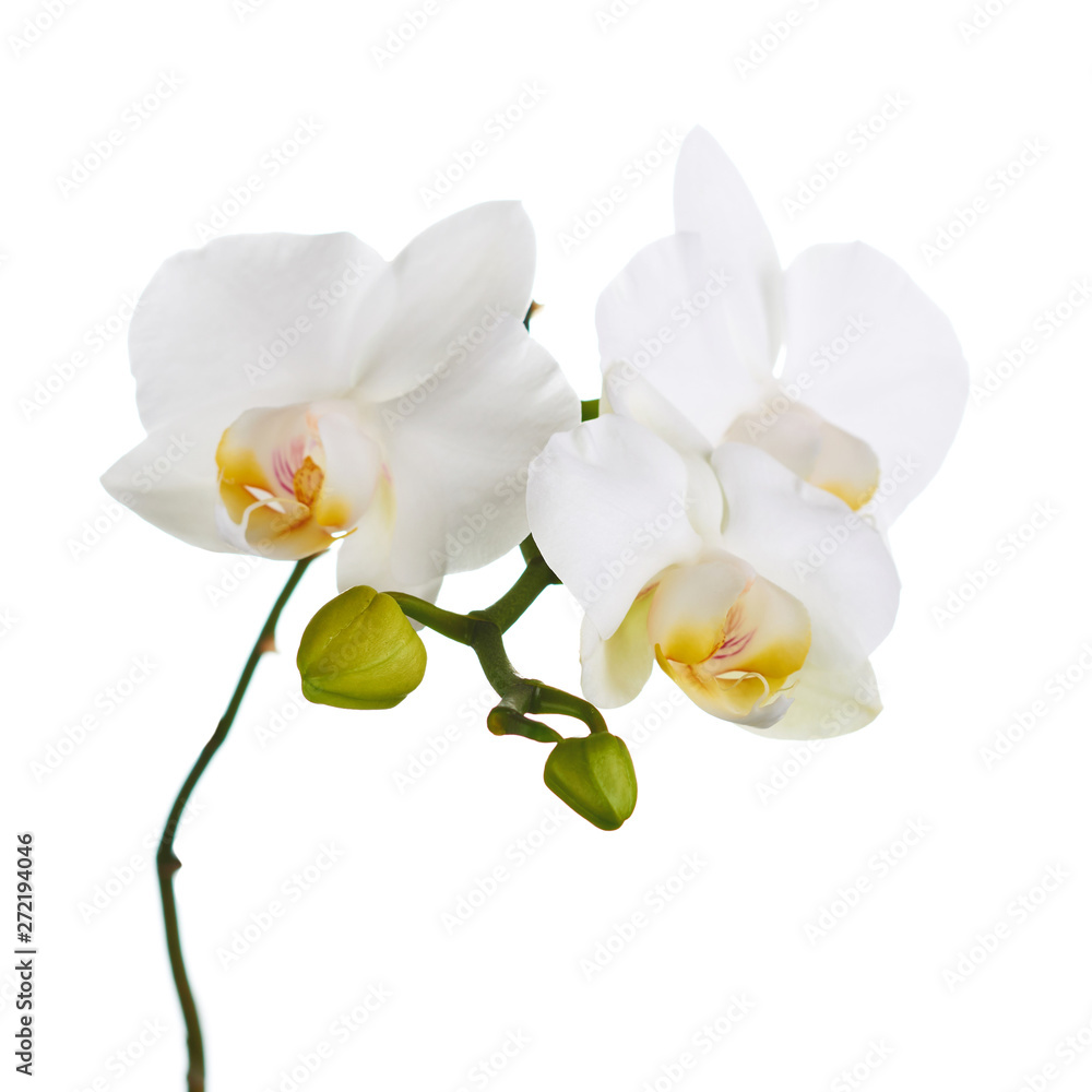 Obraz premium Kwiaty orchidei na białym tle.