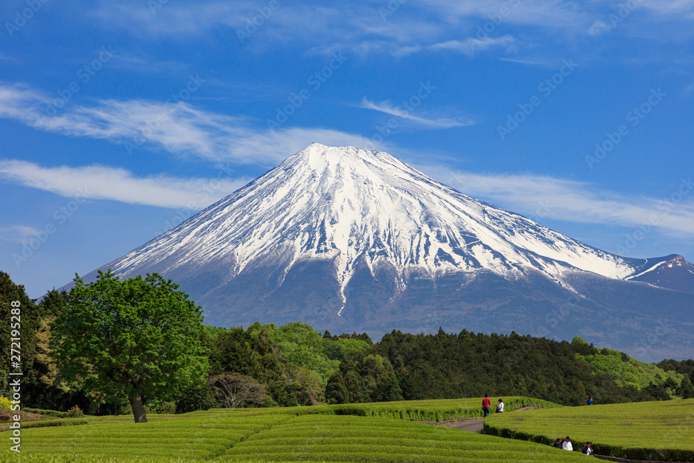 Mt. Fuji and tea plantations in early summer
