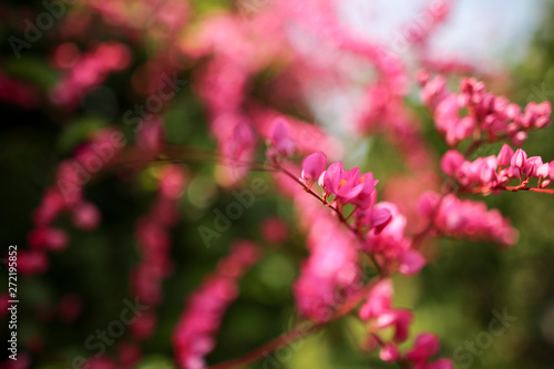 Beautiful natural wild flower blossom in spring bright pink color © Jeffery