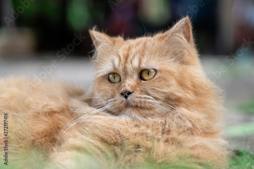 Portrait of a beautiful ginger cat in garden, closeup