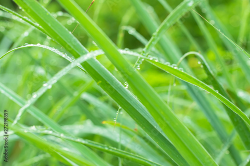natural background, soft focus of lemongrass leaf after the rain.