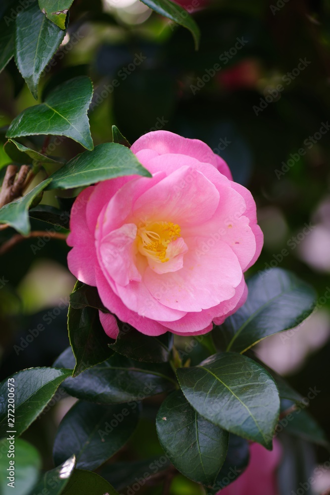 Camellia japonica (Tsubaki) , single flowered