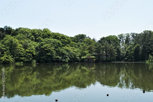 樹木と池