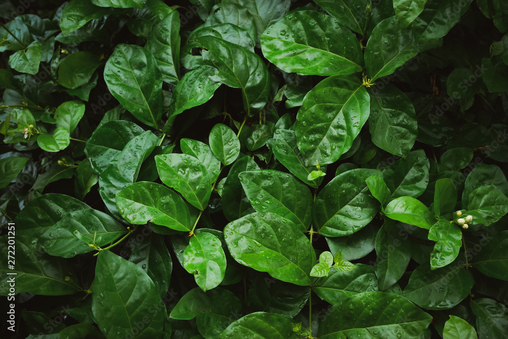 Foliage of tropical leaf in dark green with rain water drop on texture, abstract pattern nature background.. Foliage of tropical leaf in dark green with rain water drop on texture, abstract pattern nature background..