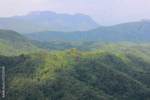 Scenic view on green forest and blue sky