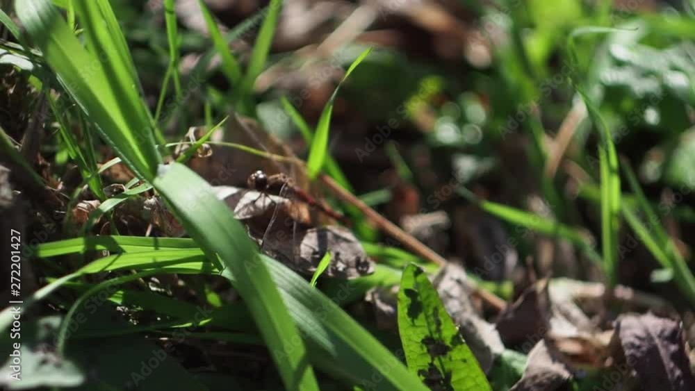 Insect sitting in the grass near the pond Insect resting in the grass near the river Insect sitting in the grass near the pond Insect resting in the grass near the river