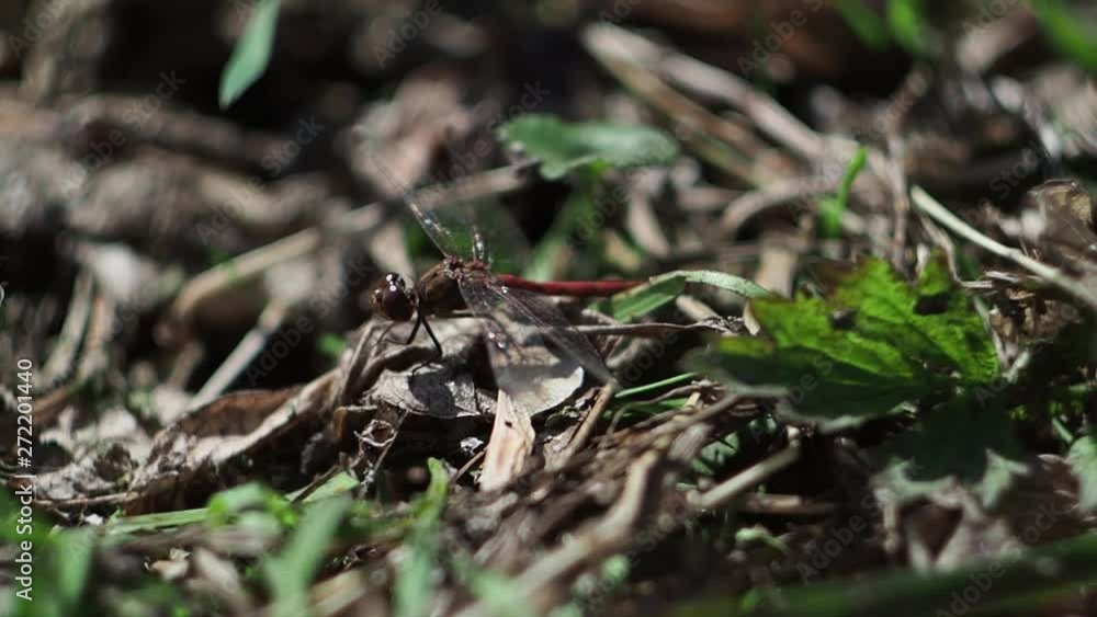 Insect sitting in the grass near the pond Insect resting in the grass near the river Insect sitting in the grass near the pond Insect resting in the grass near the river