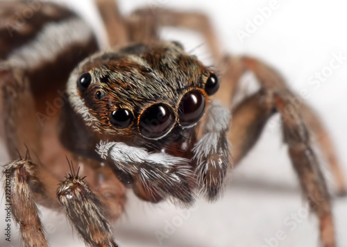 Macro Photo of Jumping Spider Isolated on White Floor