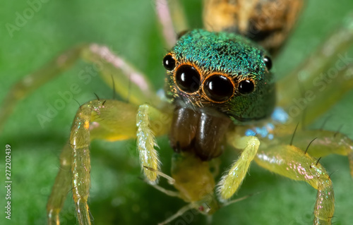Macro Photo of Colorful Jumping Spider with Prey on Green Leaf © backiris