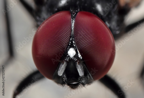 Macro Photo of Eyes of Noon Fly on The Floor photo