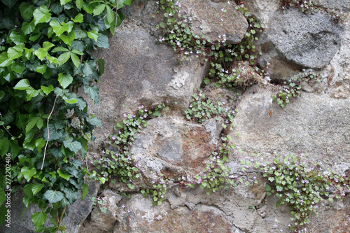 medieval texture of field stones of a fortress wall