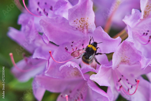 Rhododendron 