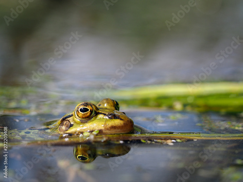 Frog looks out of the water. Portrait of a frog