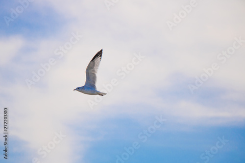 Flying bird at Niagara Falls  Ontario  Canada