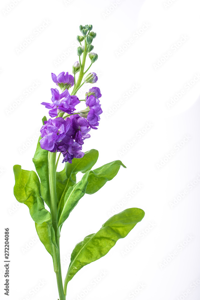 Obraz premium beautiful purple flowers isolated on white background, close-up 