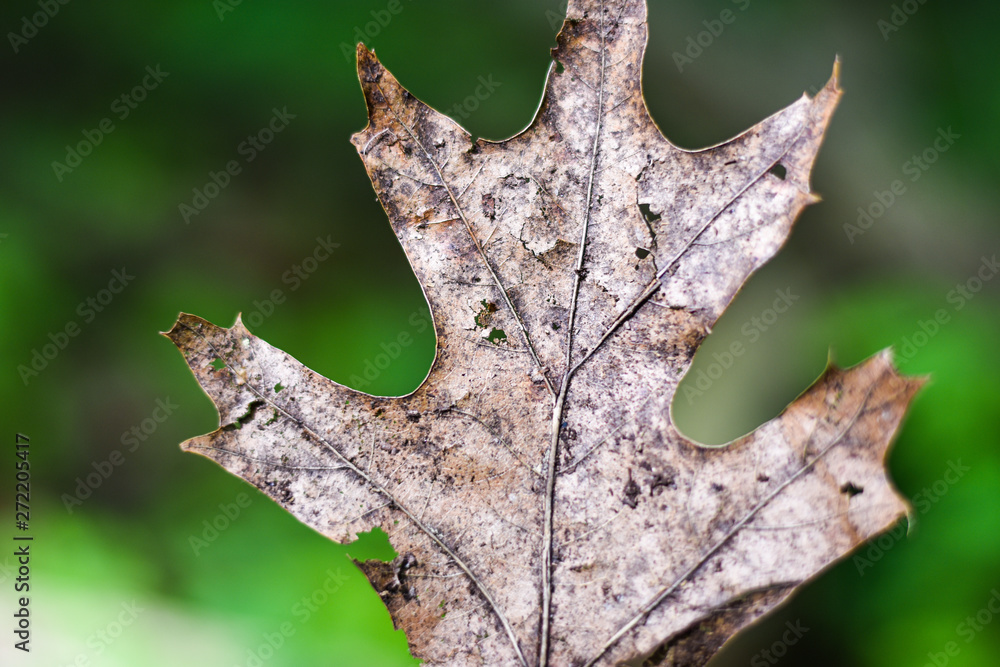 Naklejka premium Dry leaf closeup