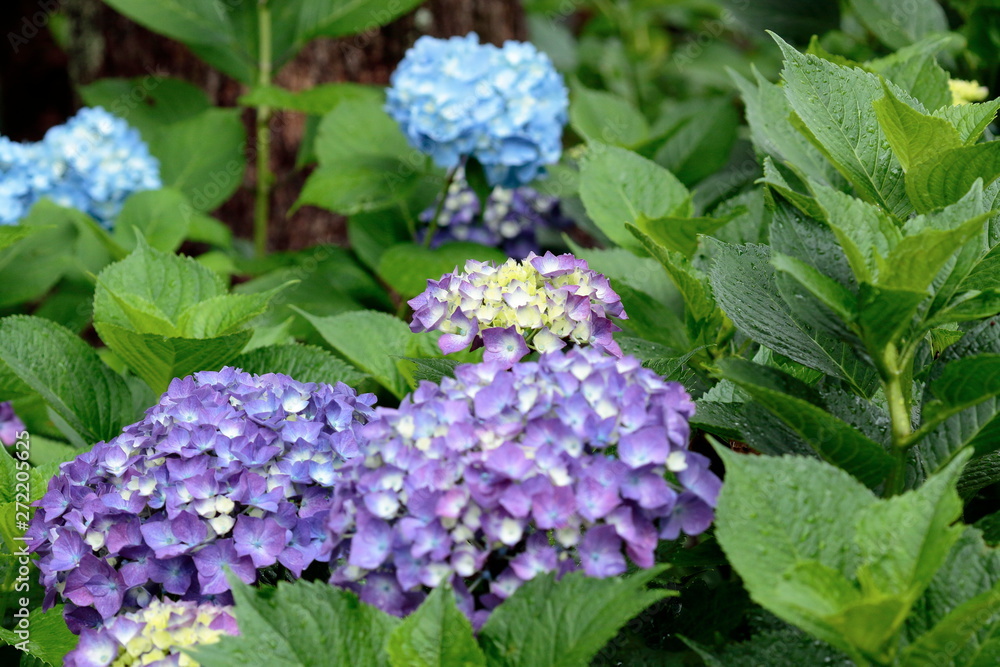 we think of hydrangea in the rainy season we think of hydrangea in the rainy season