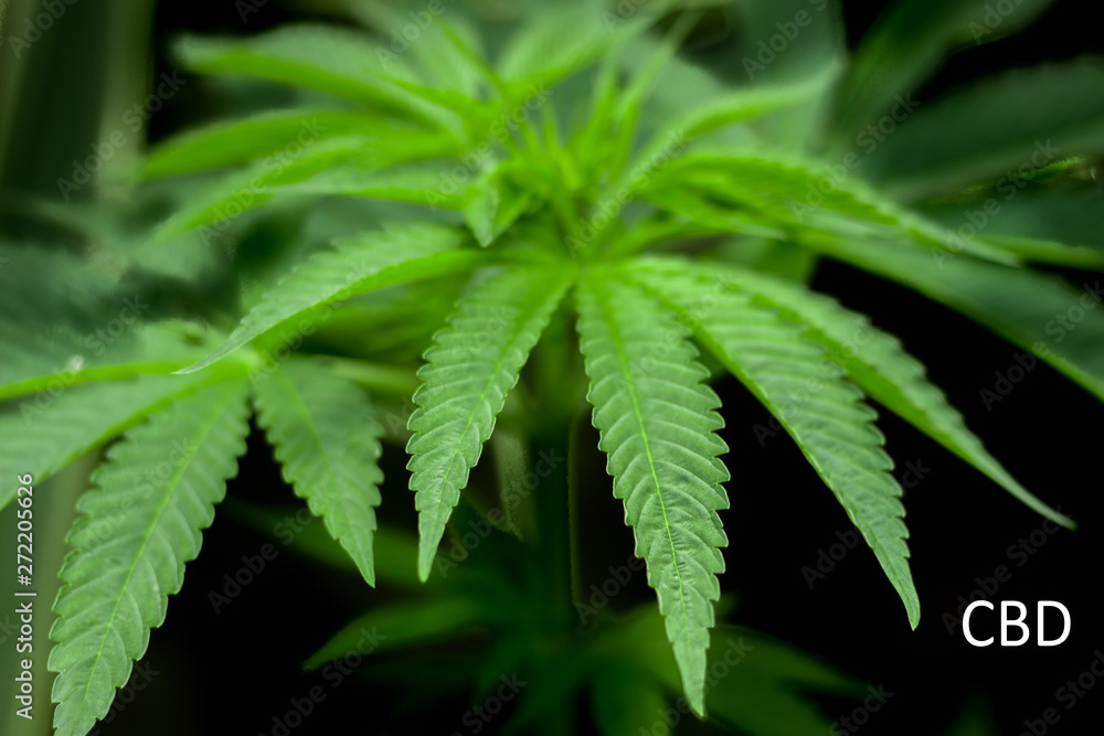 close up of marijuana leave with dark background - shallow depth of field with cbd in text close up of marijuana leave with dark background - shallow depth of field with cbd in text
