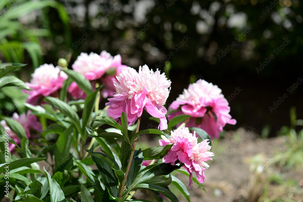 Beautiful pink peonies bloom in the summer garden on a sunny day Beautiful pink peonies bloom in the summer garden on a sunny day